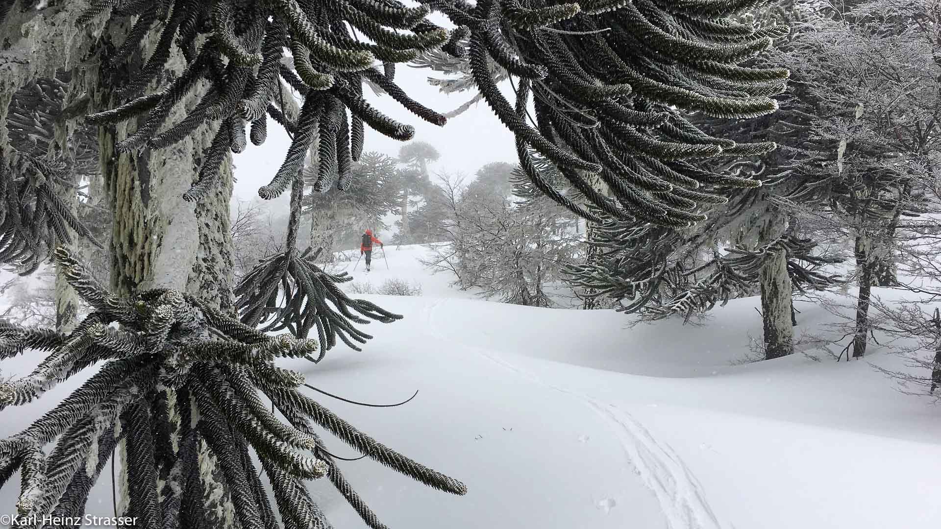 Mystische Atmosphäre in den Aurakienwäldern